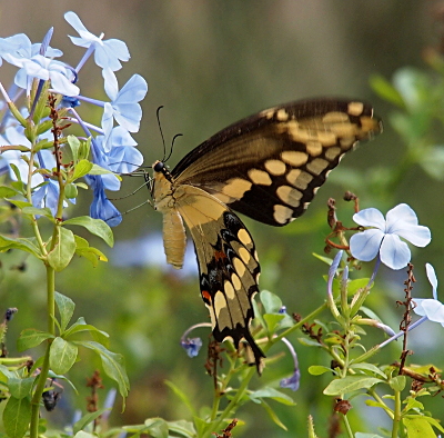 [A yellow and brown butterfly with a yellow body hangs from light-blue flowers. A section of its lower wing has orange and blue spots within a brown stripe. While the antennae are dark brown, it appears the legs are yellow.]